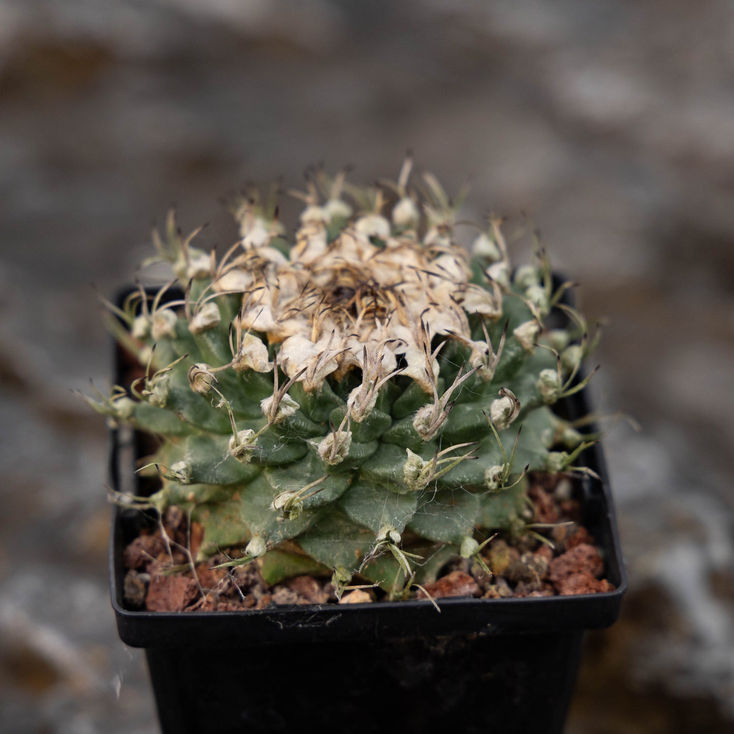 Turbinicarpus alonsoi