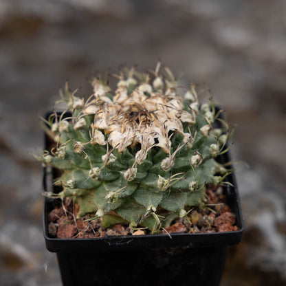 Turbinicarpus alonsoi