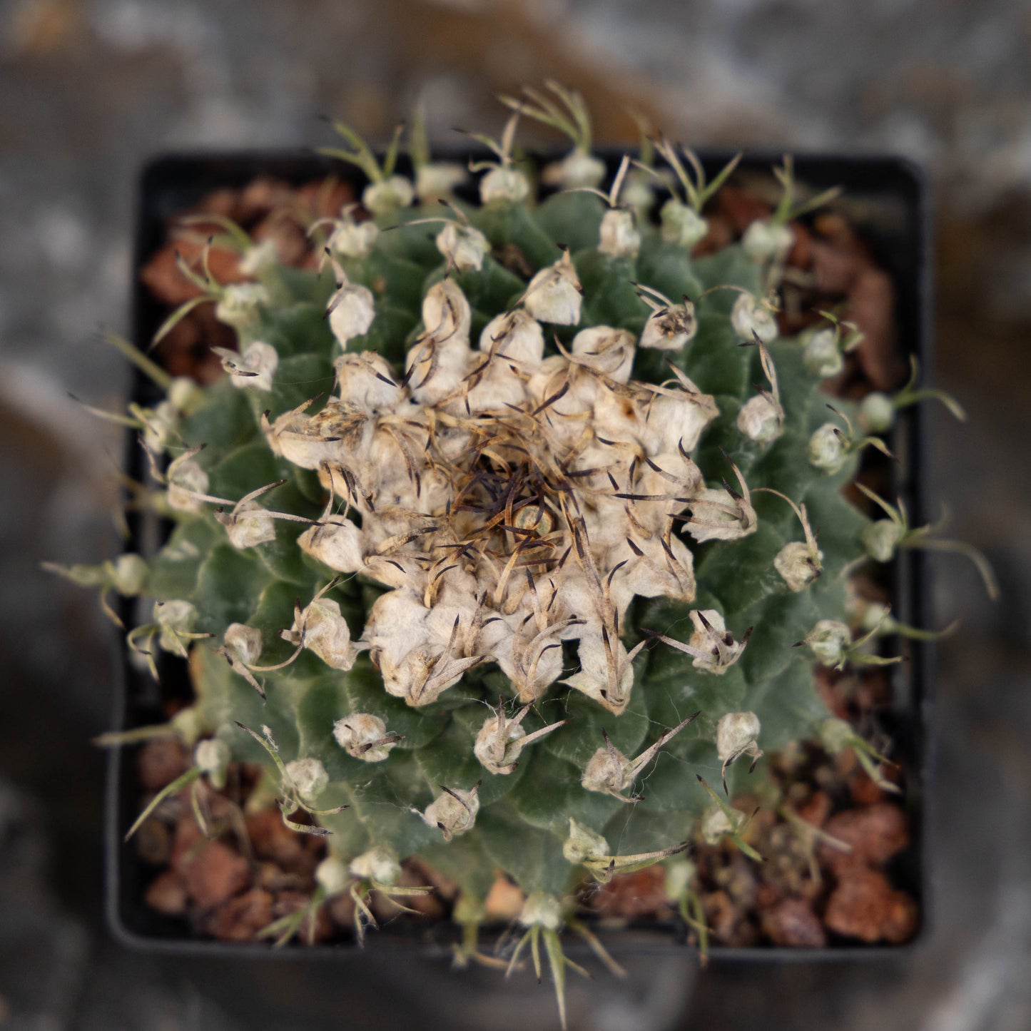 Turbinicarpus alonsoi