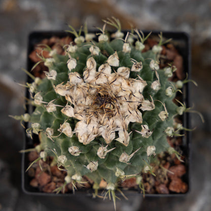 Turbinicarpus alonsoi