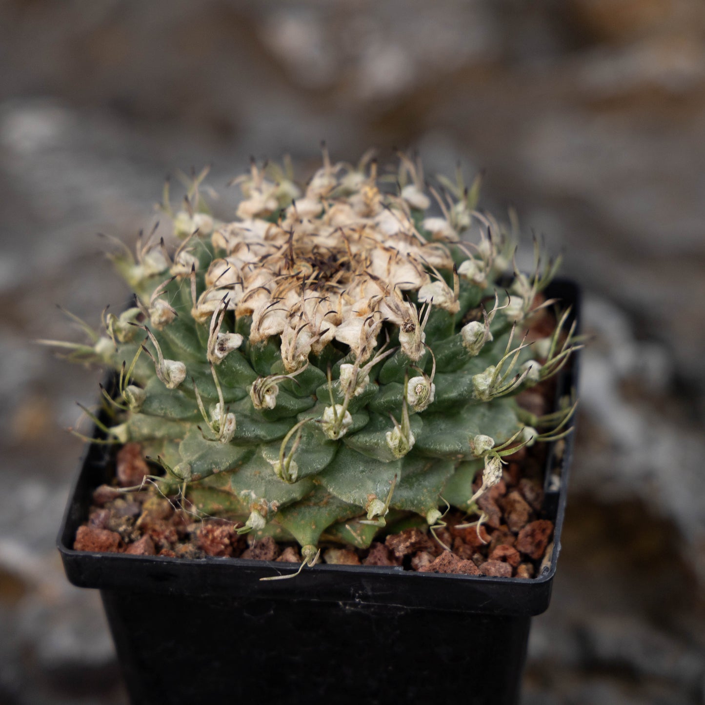 Turbinicarpus alonsoi