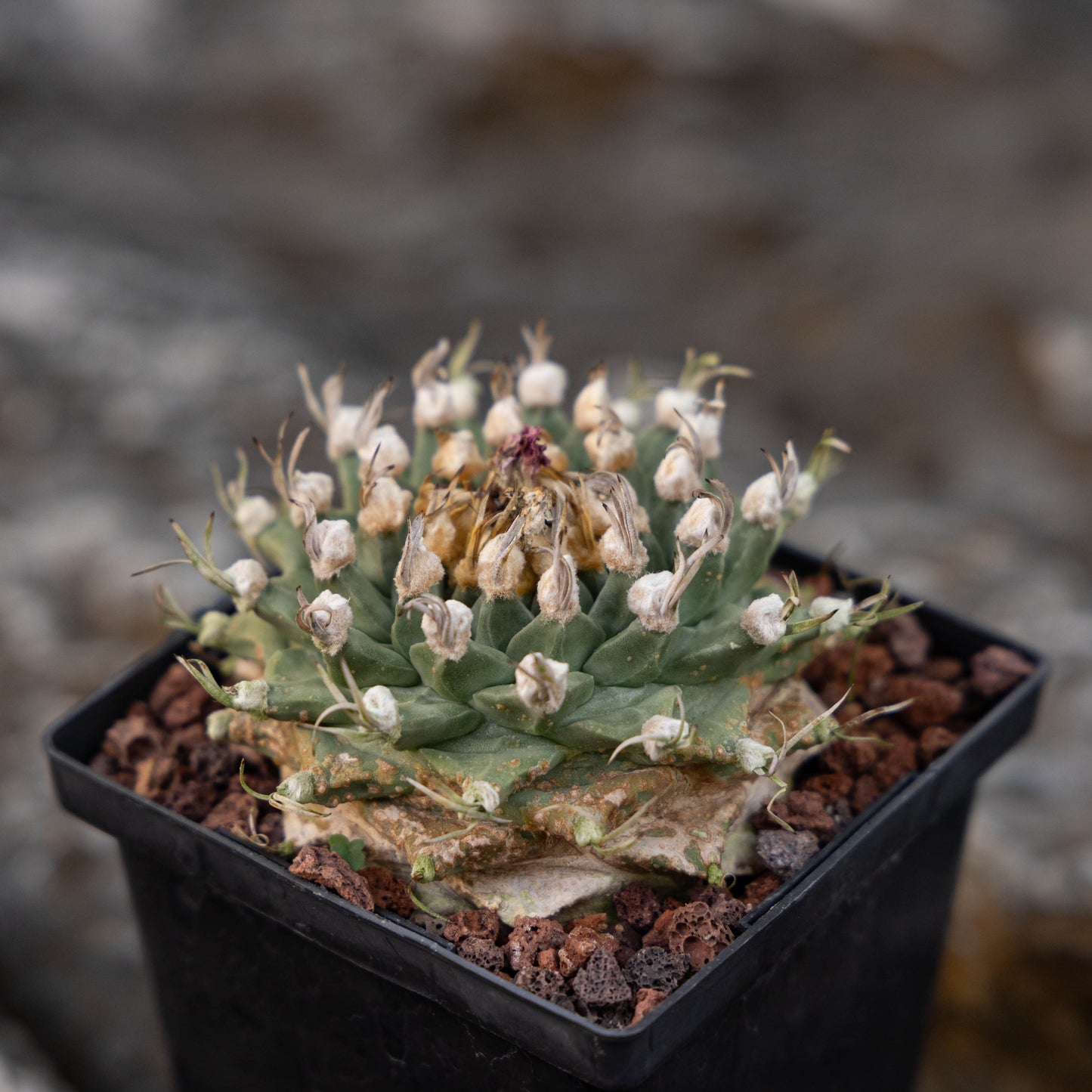 Turbinicarpus alonsoi