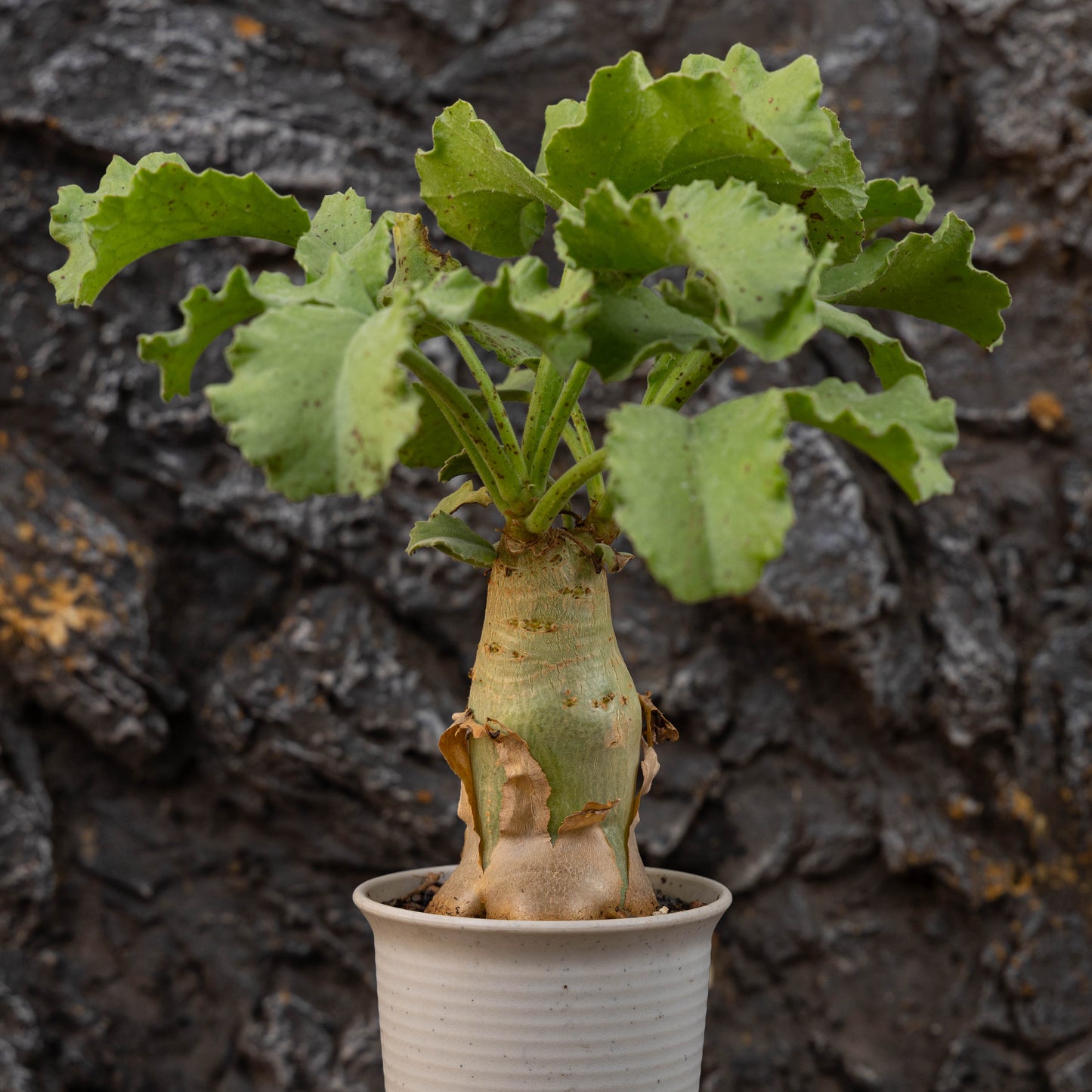 Cyphostemma uter var. macropus