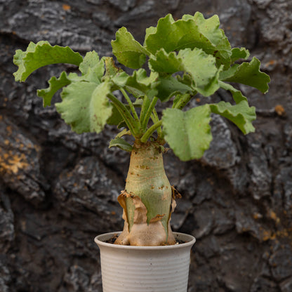 Cyphostemma uter var. macropus