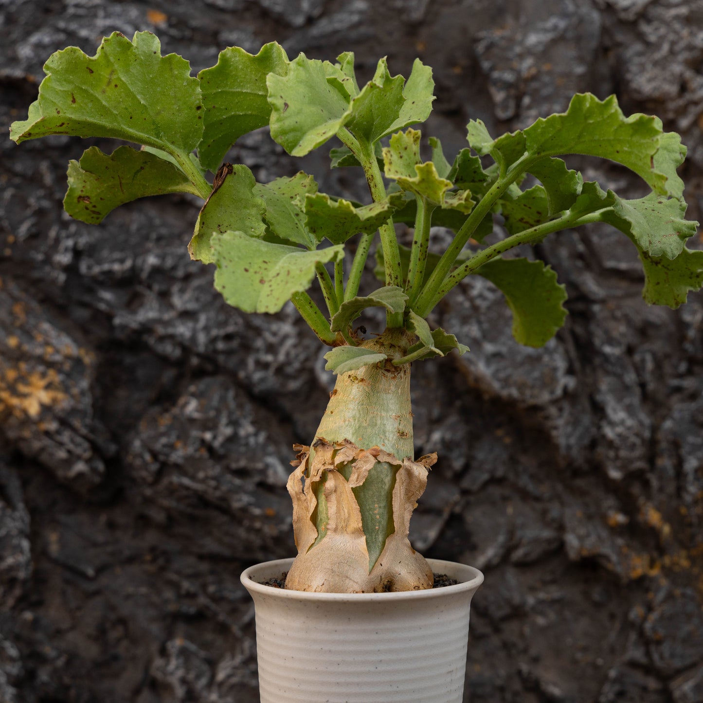 Cyphostemma uter var. macropus