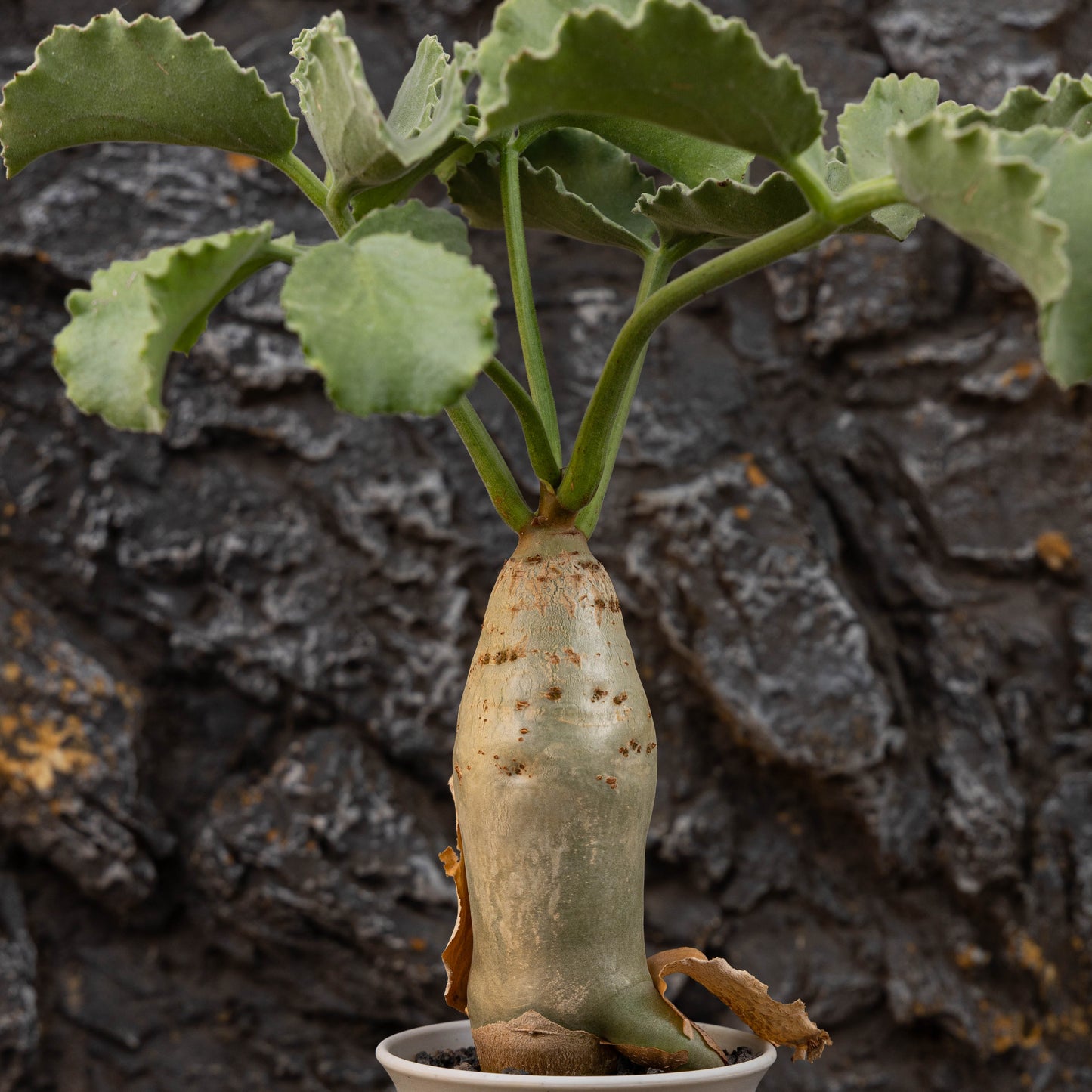 Cyphostemma uter var. macropus