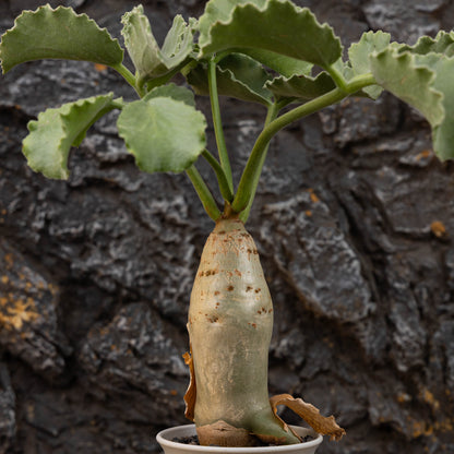 Cyphostemma uter var. macropus