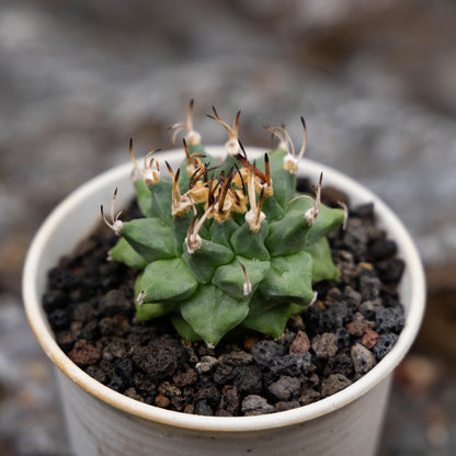 Turbinicarpus alonsoi 10Pcs