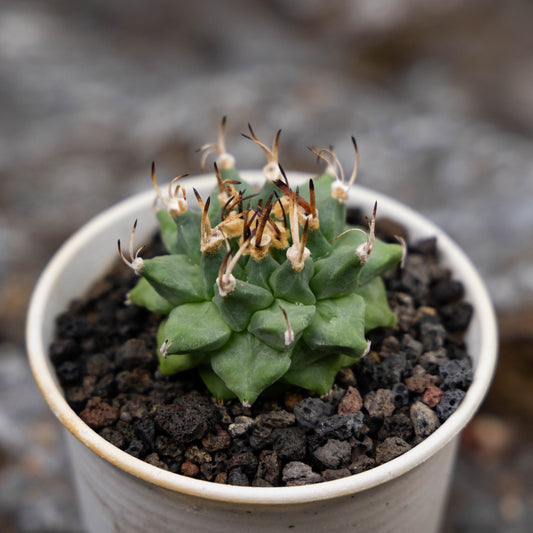 Turbinicarpus alonsoi 10Pcs