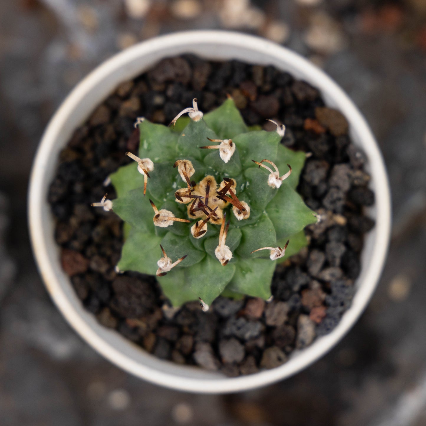 Turbinicarpus alonsoi 10Pcs