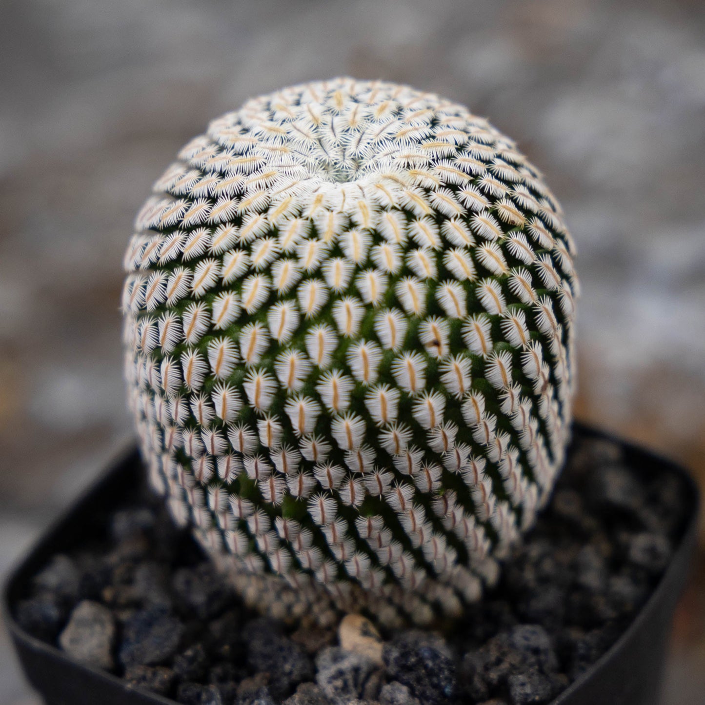 Mammillaria pectinifera 10Pcs