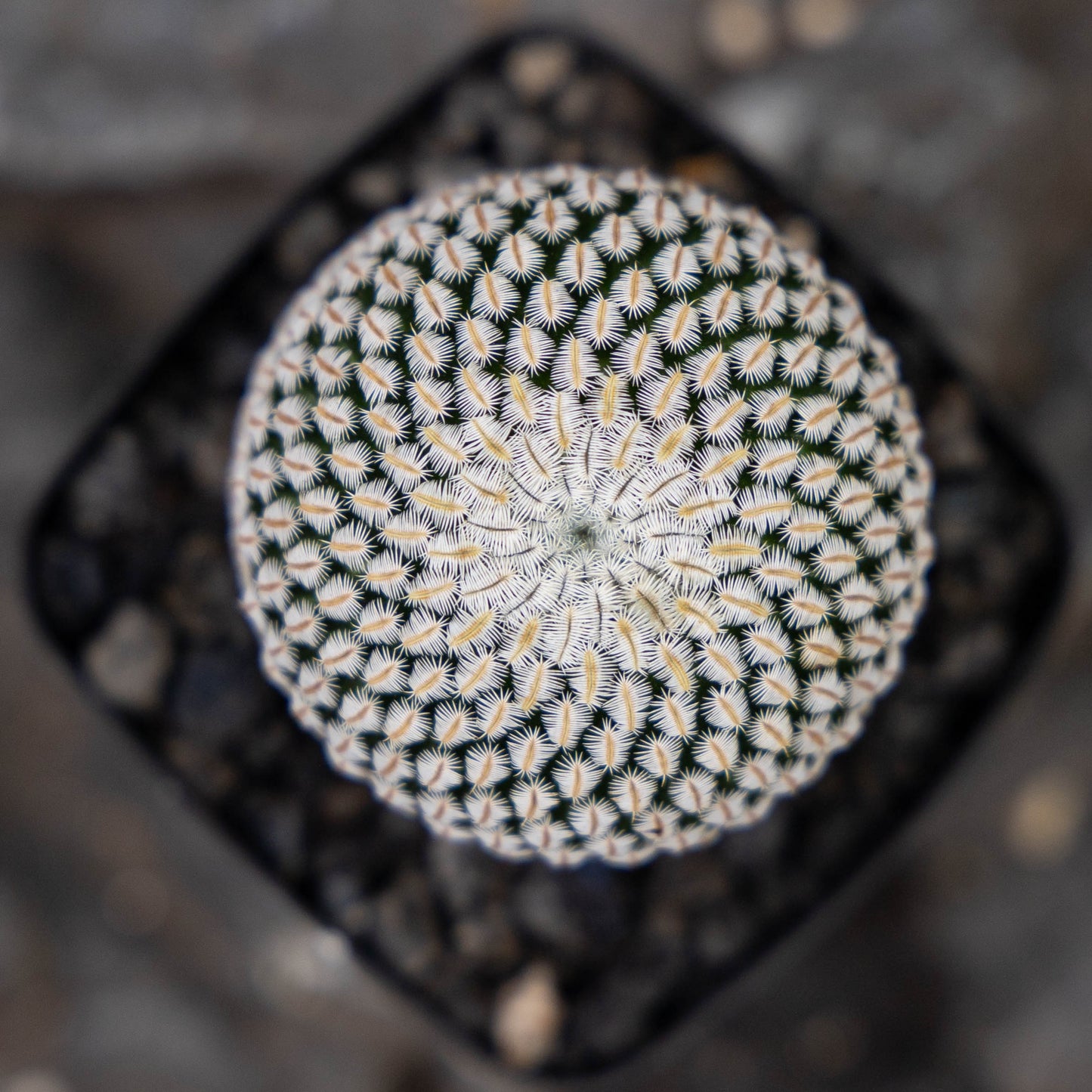 Mammillaria pectinifera 10Pcs