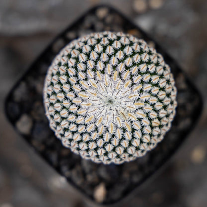 Mammillaria pectinifera 10Pcs