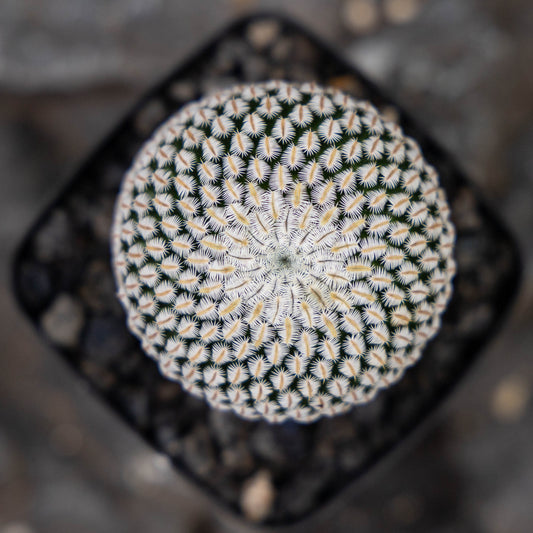 Mammillaria pectinifera 10Pcs