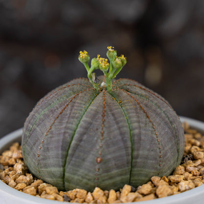 Euphorbia obesa