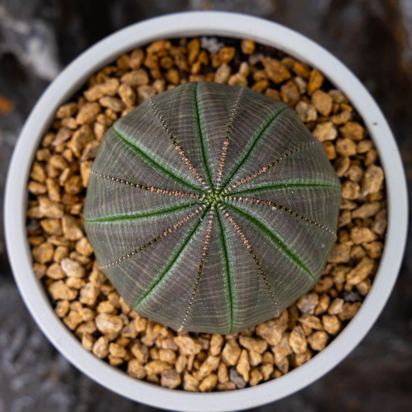 Euphorbia obesa