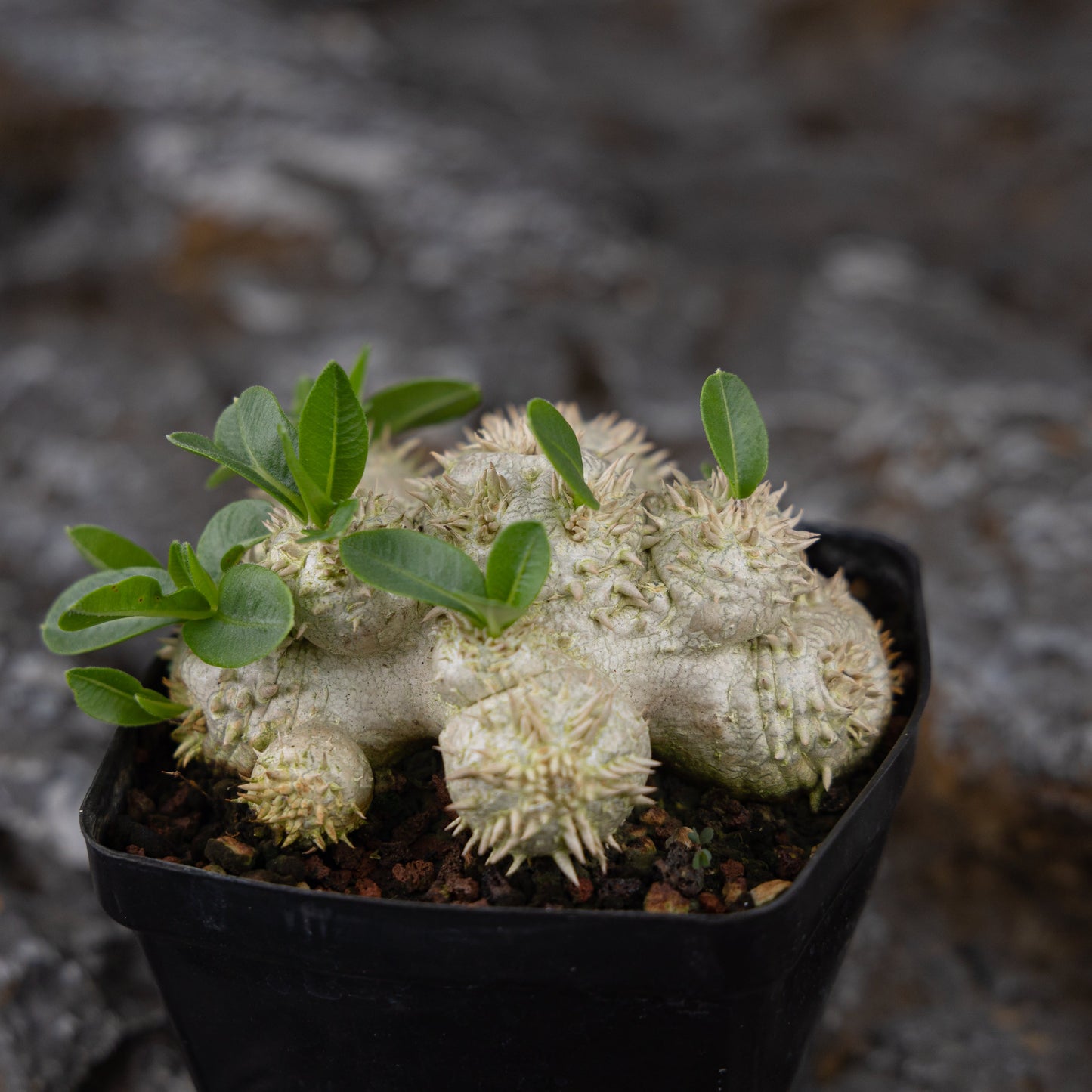 Pachypodium brevicaule