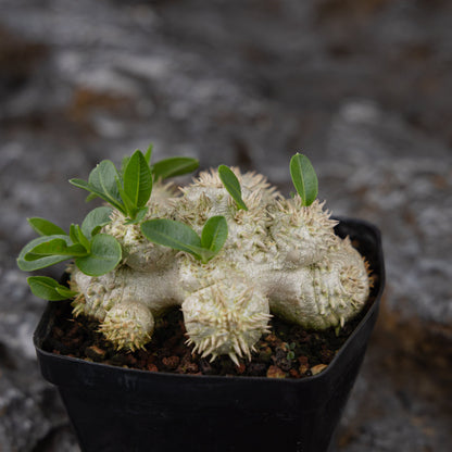 Pachypodium brevicaule