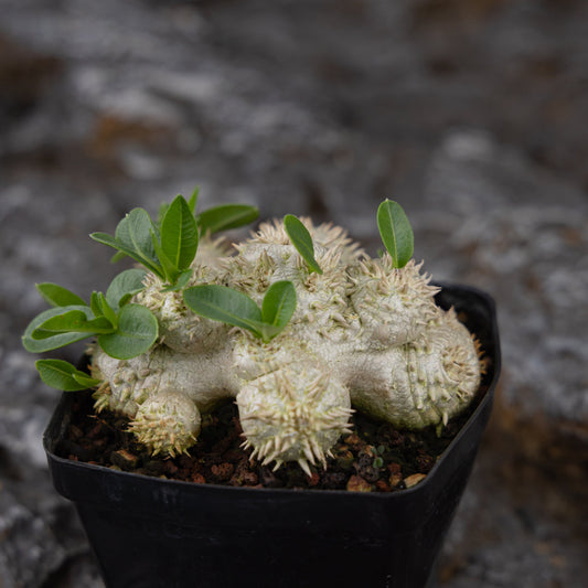 Pachypodium brevicaule