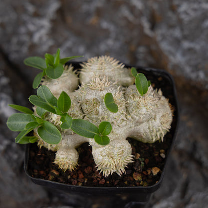 Pachypodium brevicaule