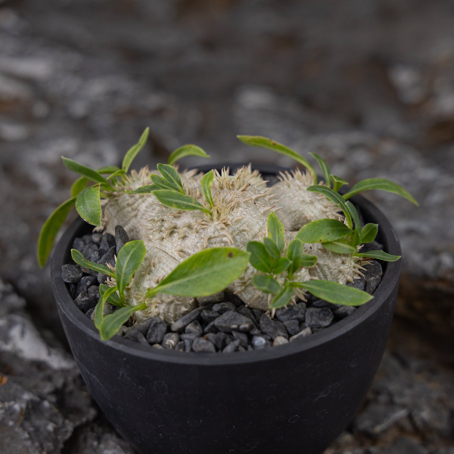 Pachypodium brevicaule