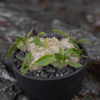 Pachypodium brevicaule