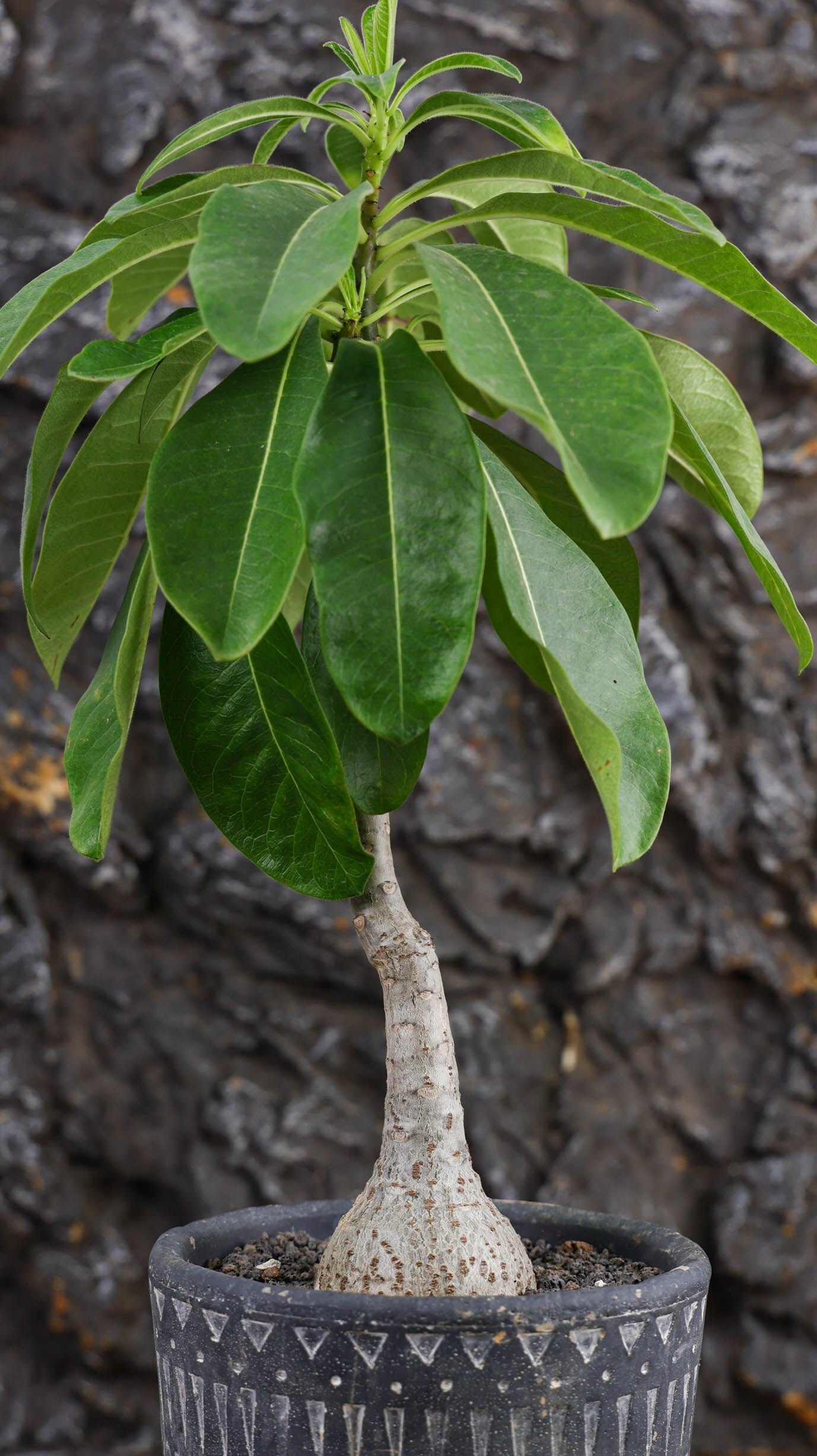 Pachypodium decaryi