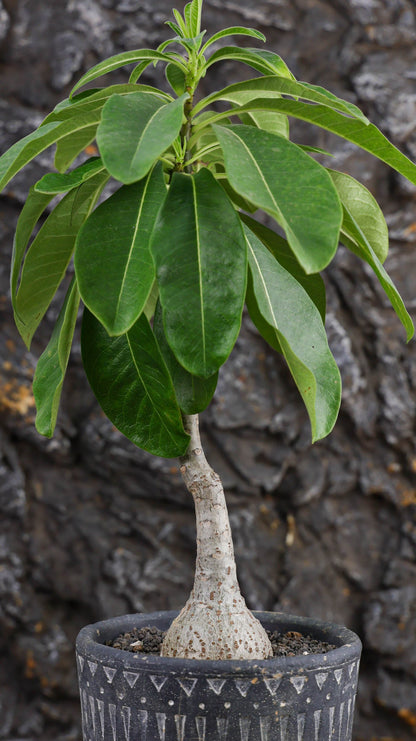 Pachypodium decaryi