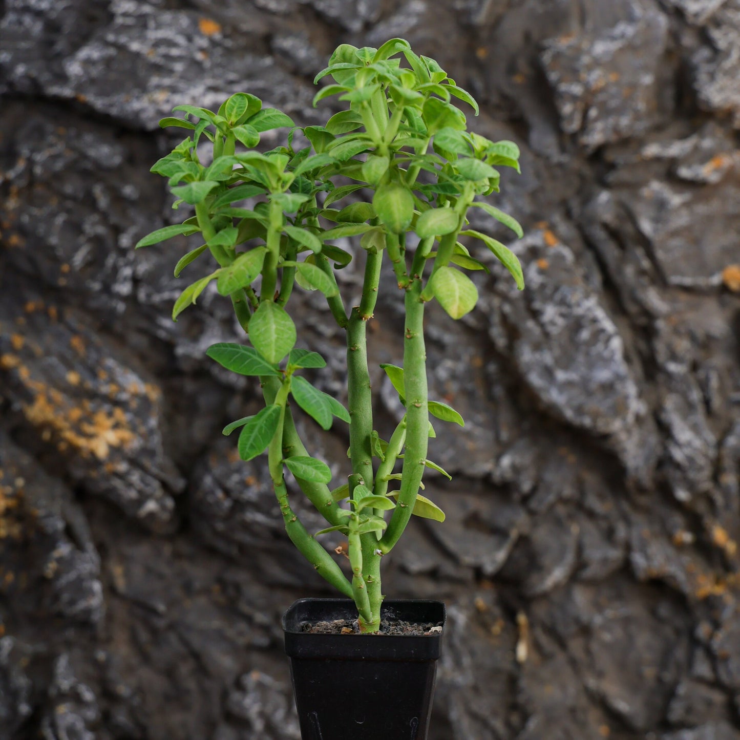 Euphorbia heterodoxa