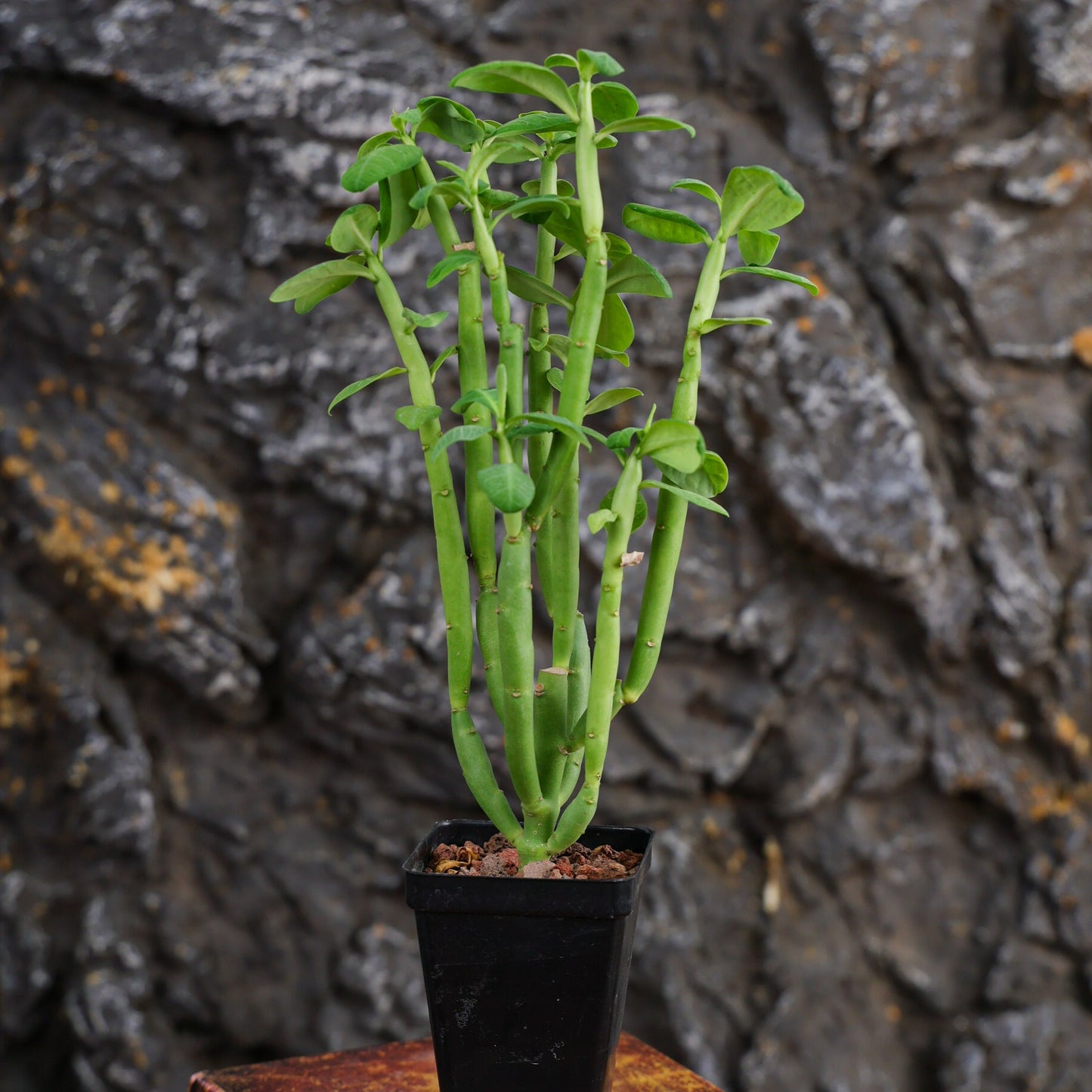 Euphorbia heterodoxa