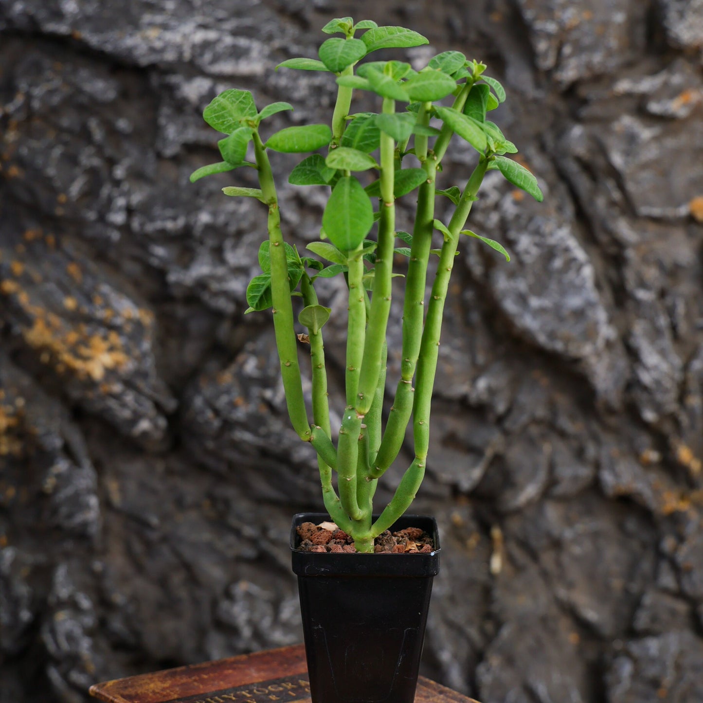 Euphorbia heterodoxa