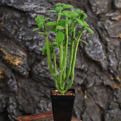 Euphorbia heterodoxa