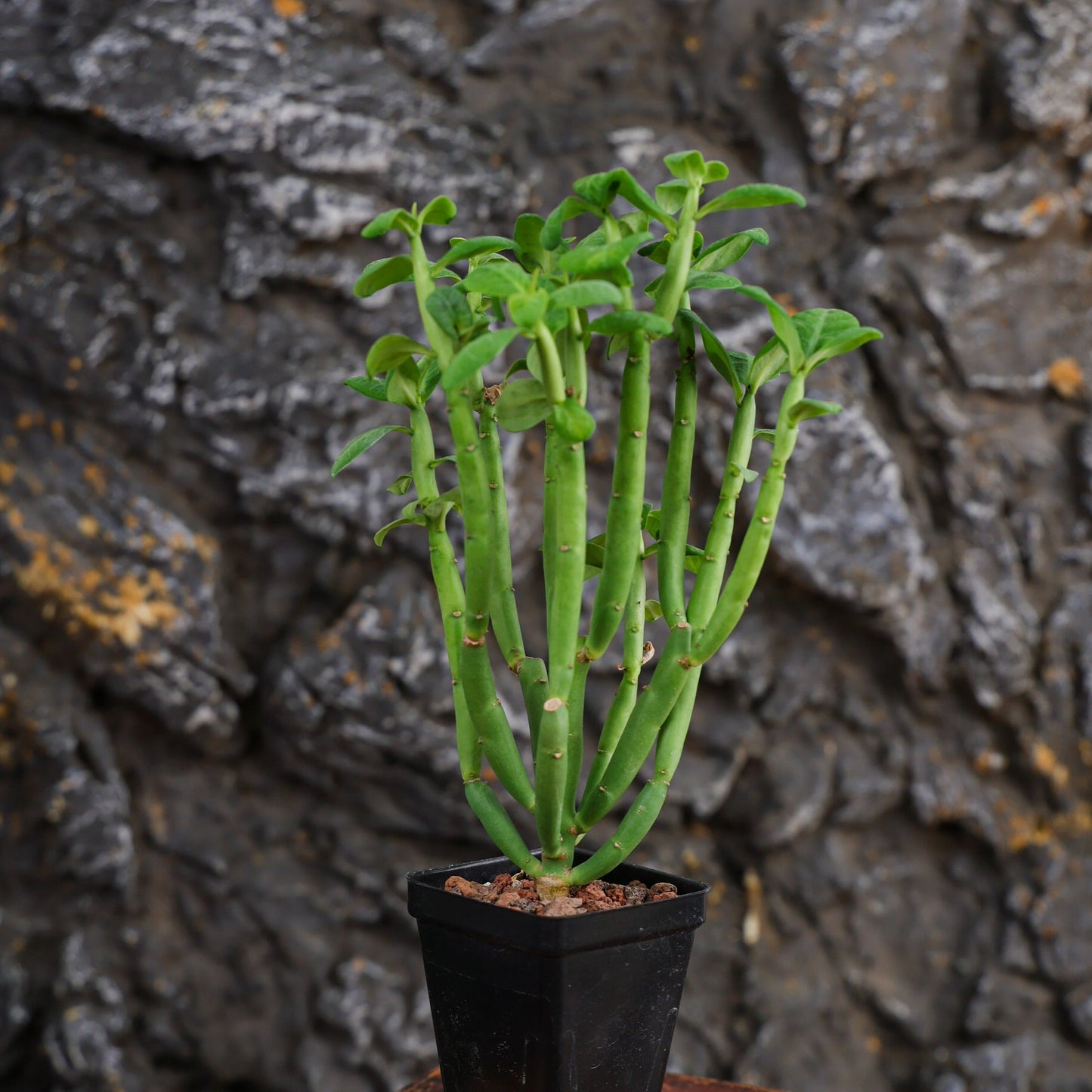 Euphorbia heterodoxa