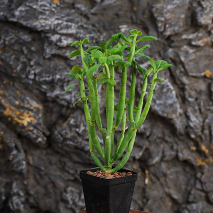 Euphorbia heterodoxa