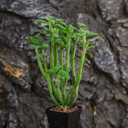 Euphorbia heterodoxa