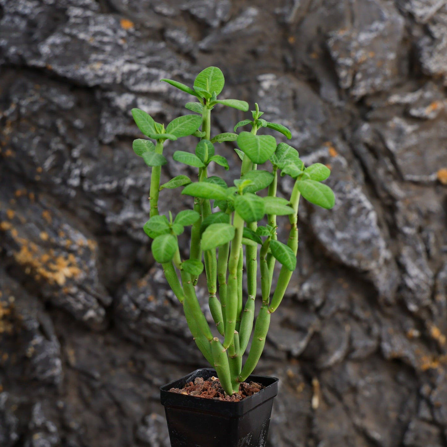 Euphorbia heterodoxa