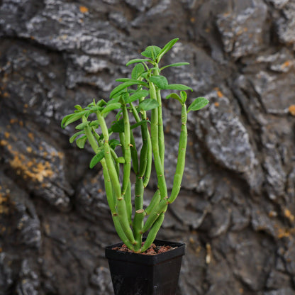 Euphorbia heterodoxa