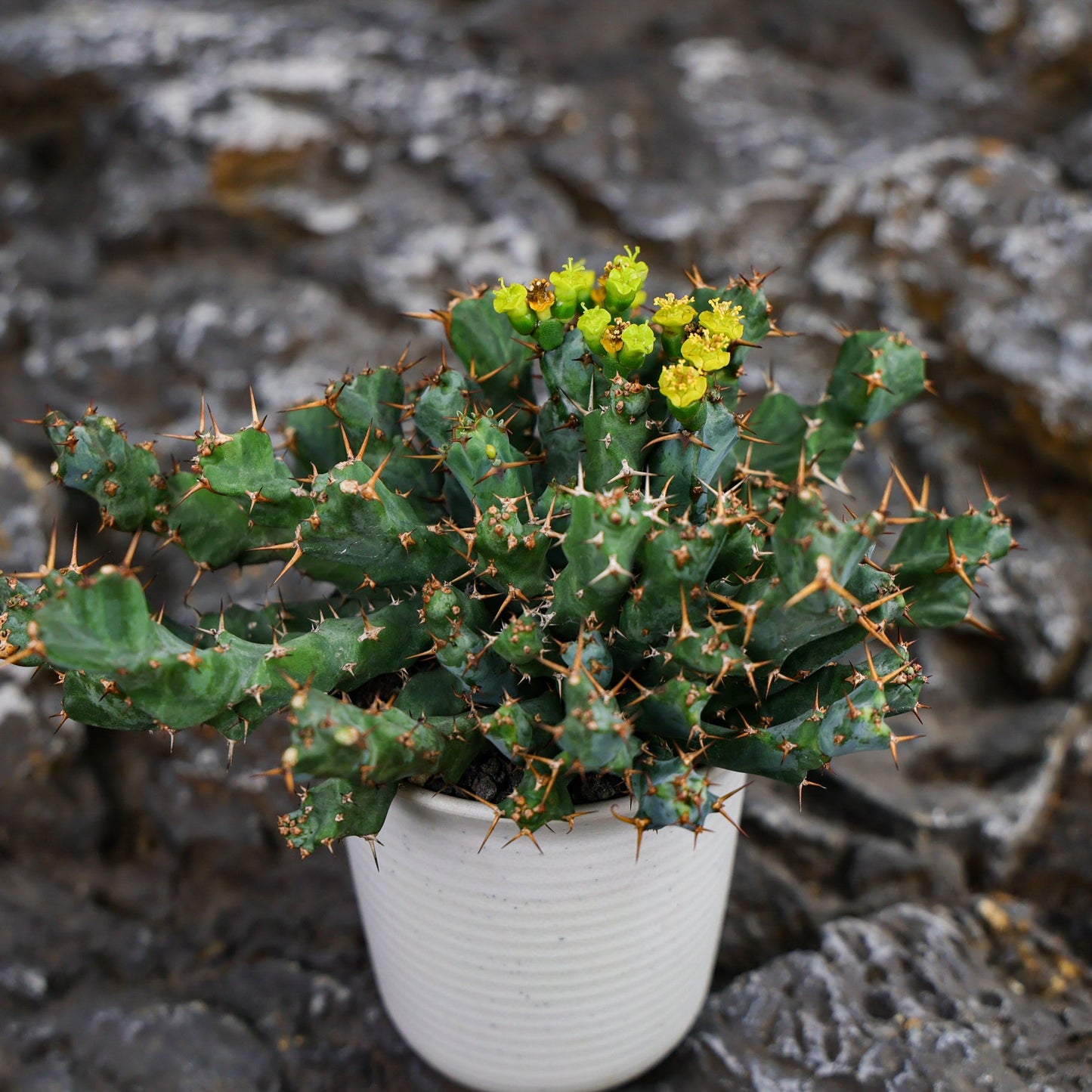 Euphorbia clavigera (blue multi-headed ssp.)