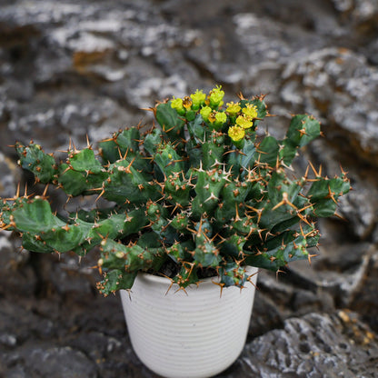 Euphorbia clavigera (blue multi-headed ssp.)