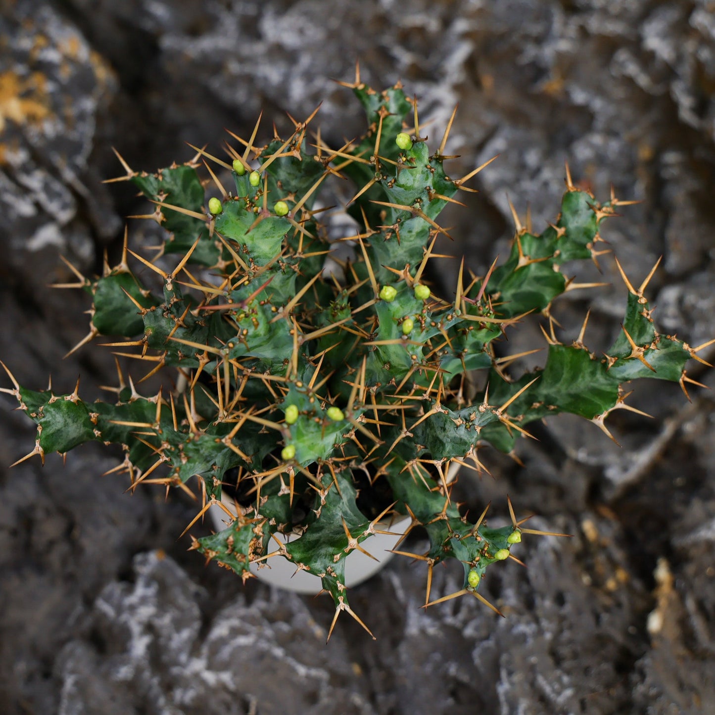 Euphorbia clavigera (blue multi-headed ssp.)