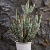 Euphorbia louwii Seeds — Euphorbia — 2026 seed listing — 1 Seed — image 2: plant specimen shown as a reference for this seed listing