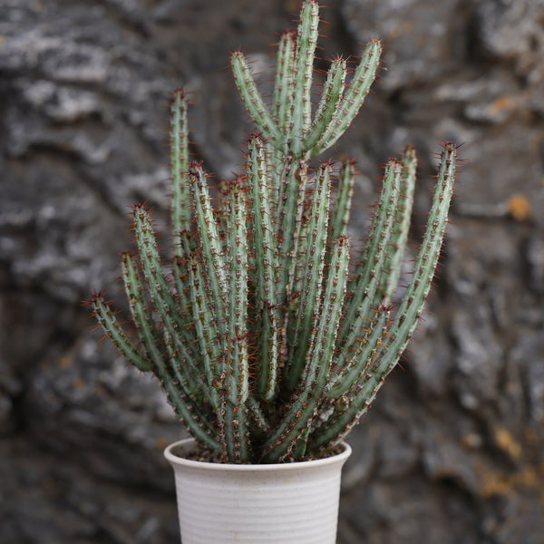 Euphorbia louwii Seeds — Euphorbia — 2026 seed listing — 1 Seed — image 2: plant specimen shown as a reference for this seed listing