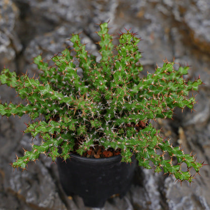 Euphorbia lenewtonii