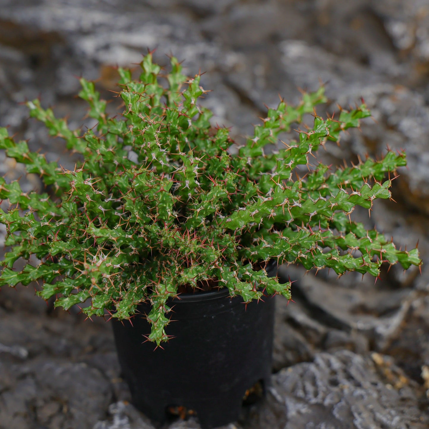Euphorbia lenewtonii