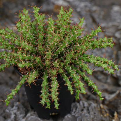 Euphorbia lenewtonii