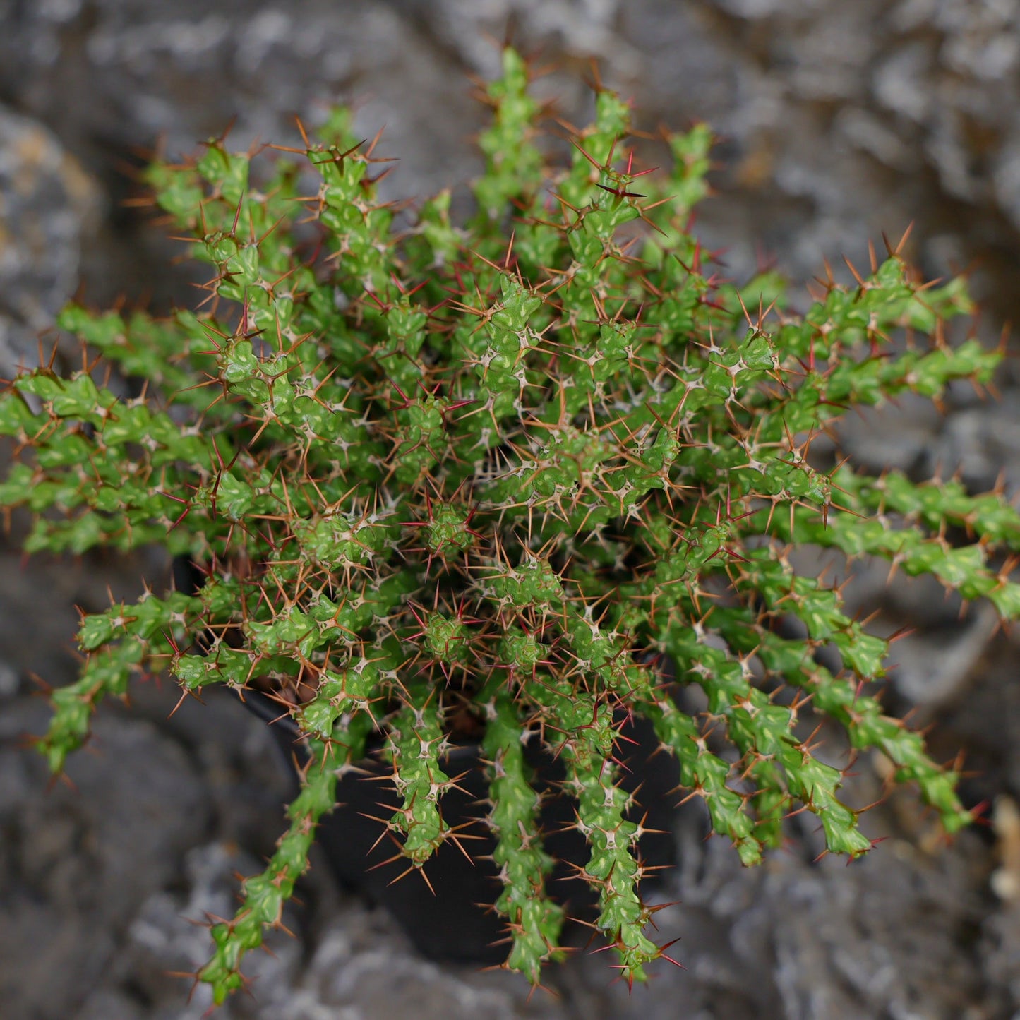 Euphorbia lenewtonii