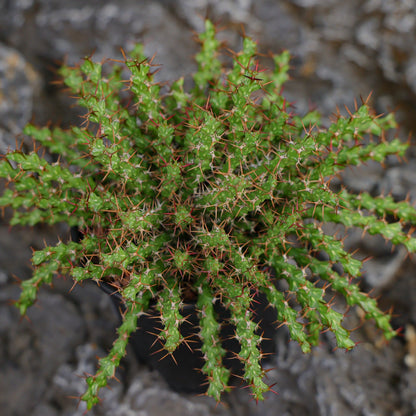 Euphorbia lenewtonii