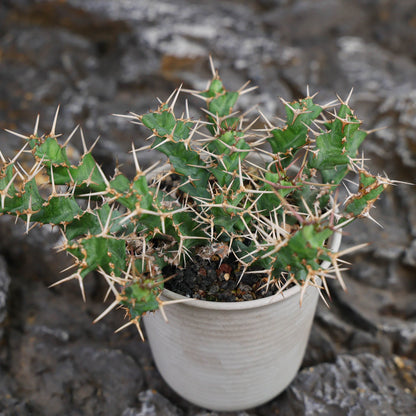 Euphorbia cylindrica