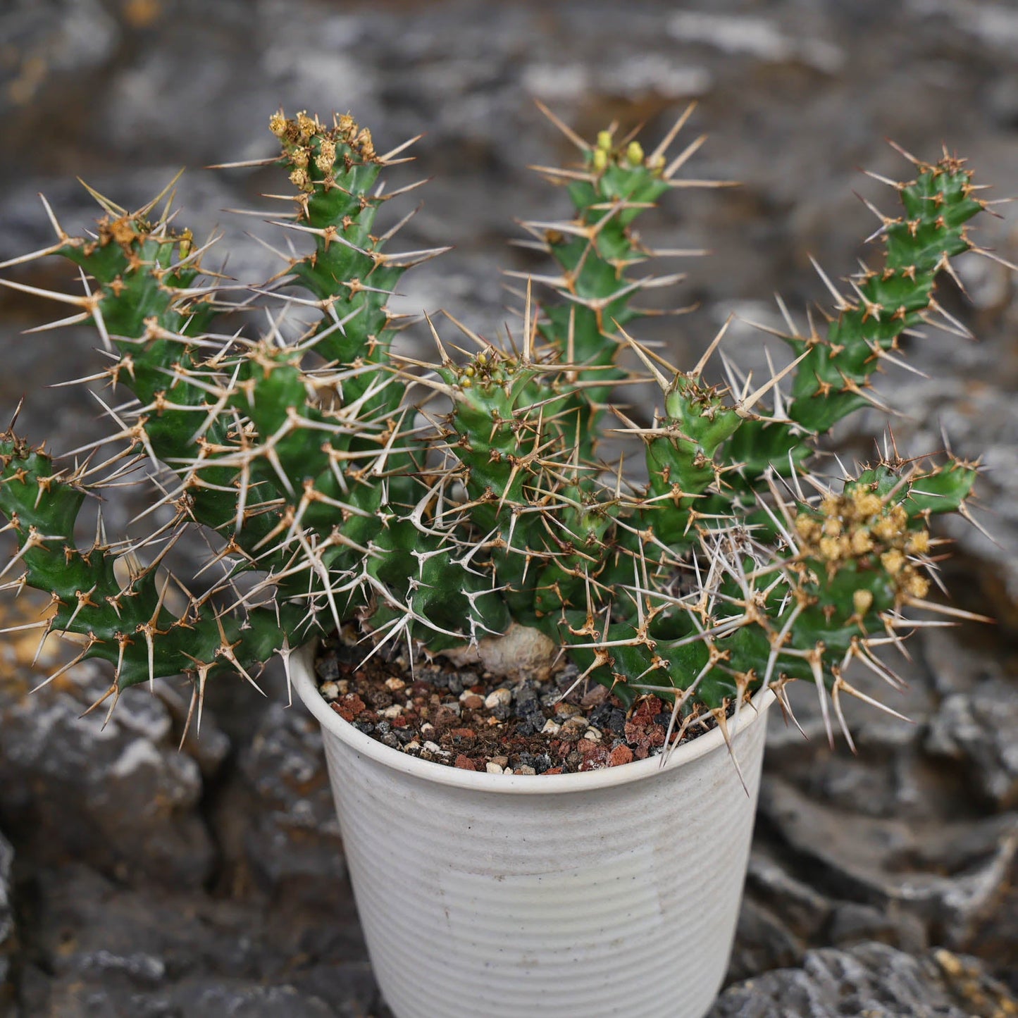 Euphorbia cylindrica
