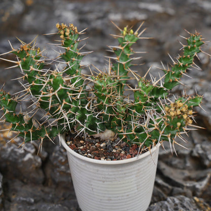 Euphorbia cylindrica